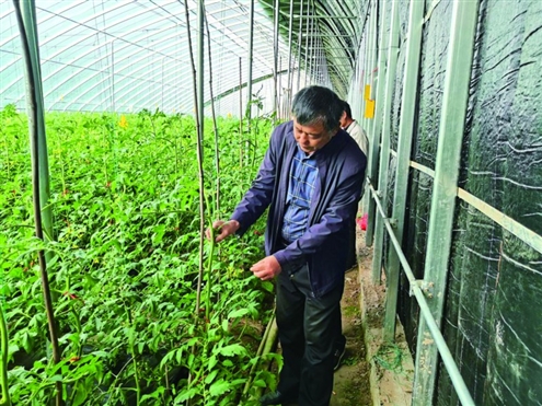 南坛村建设了占地30多亩的十个冬暖式高标准大棚